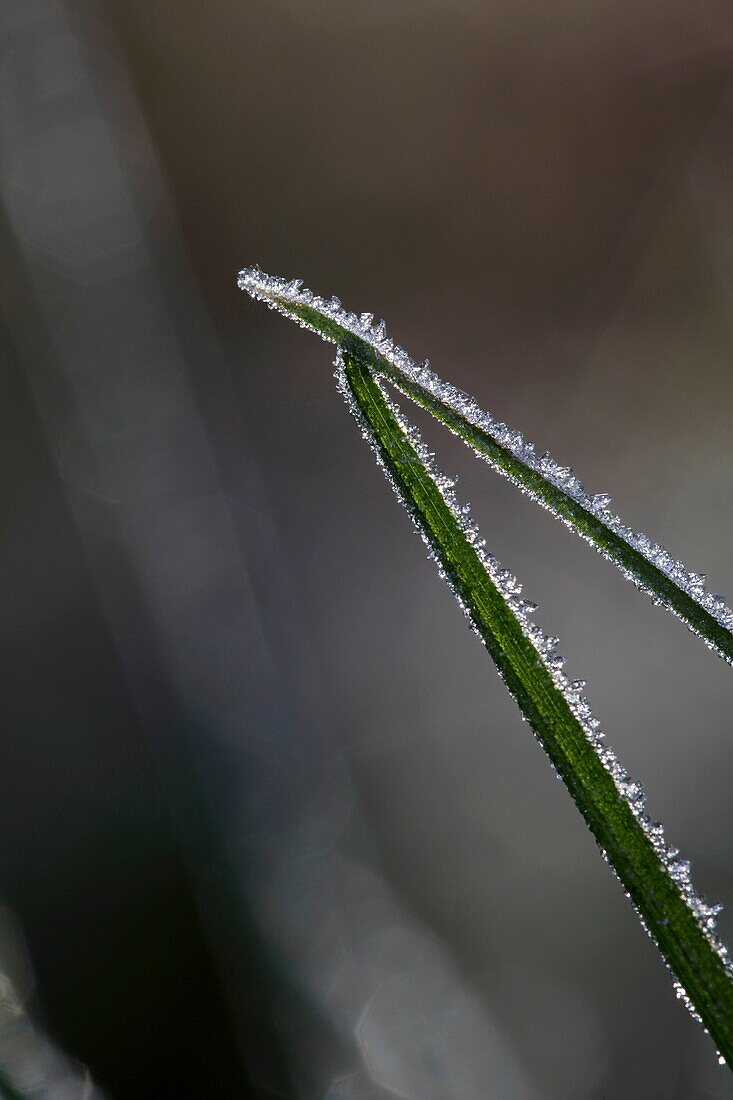 Hoarfrost-covered blades of grass. Vaesternorrland, Sweden, Scandinavia, Europe