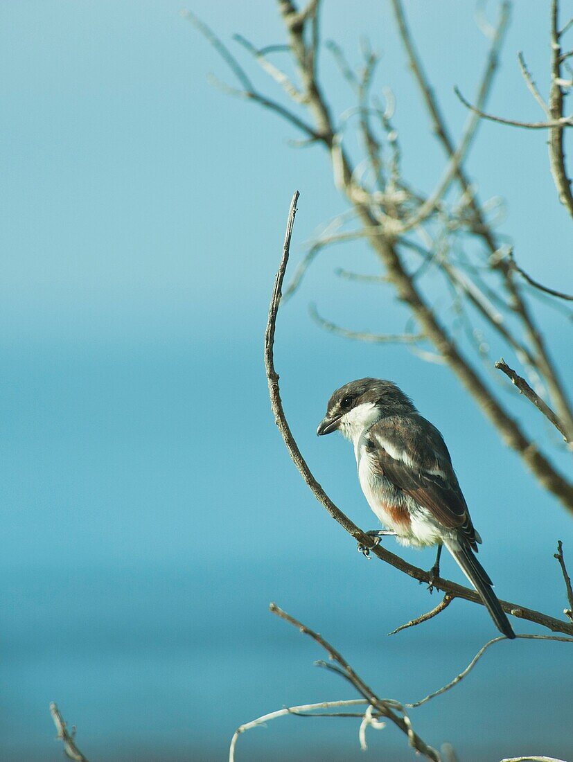 A Fiscal Shrike, perched on a branch, watching for prey. Cape Town, South Africa.