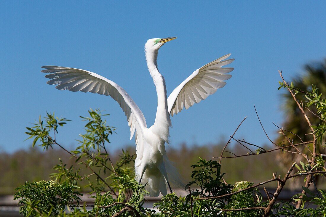 Great Egret or American Egret at Gatorland in Orlando Florida