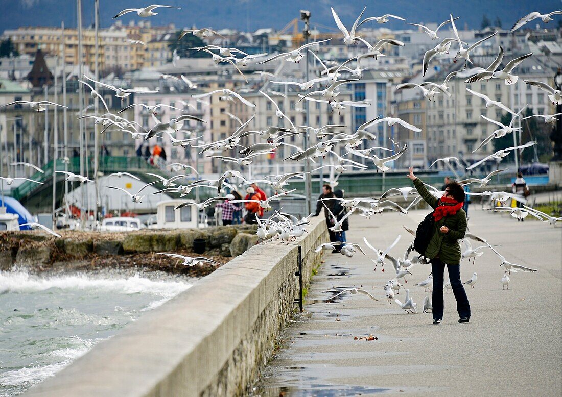 promenade along the bank of Geneva Lake in Geneva, facades of buildings in the background, hundreds of seagulls flying over promenade, Geneva, Switzerland, Europe