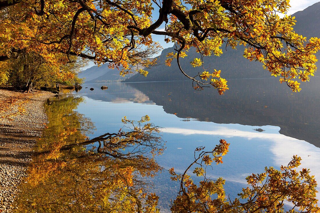 Autumn trees at Ullswater in the Lake District National Park, Cumbria, England, UK, Europe