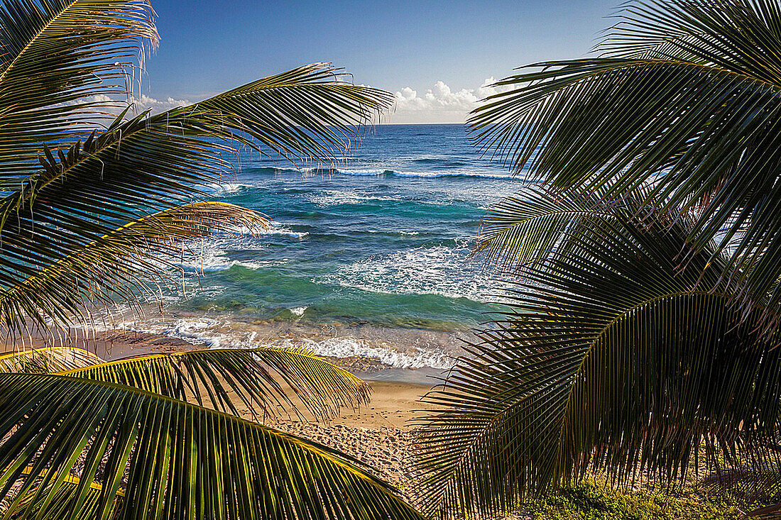 Isabel Beach, Puerto Rico, Palm Trees