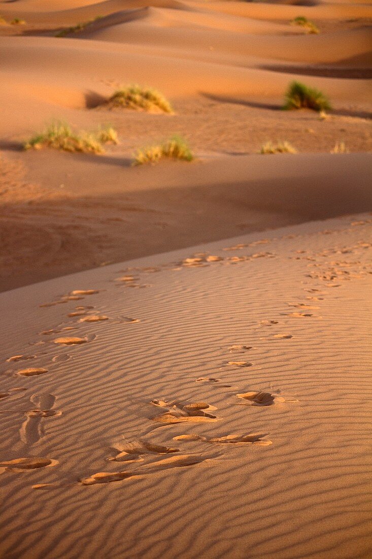 Morocco, Sahara, Erg Chebbi, Dune, Steps