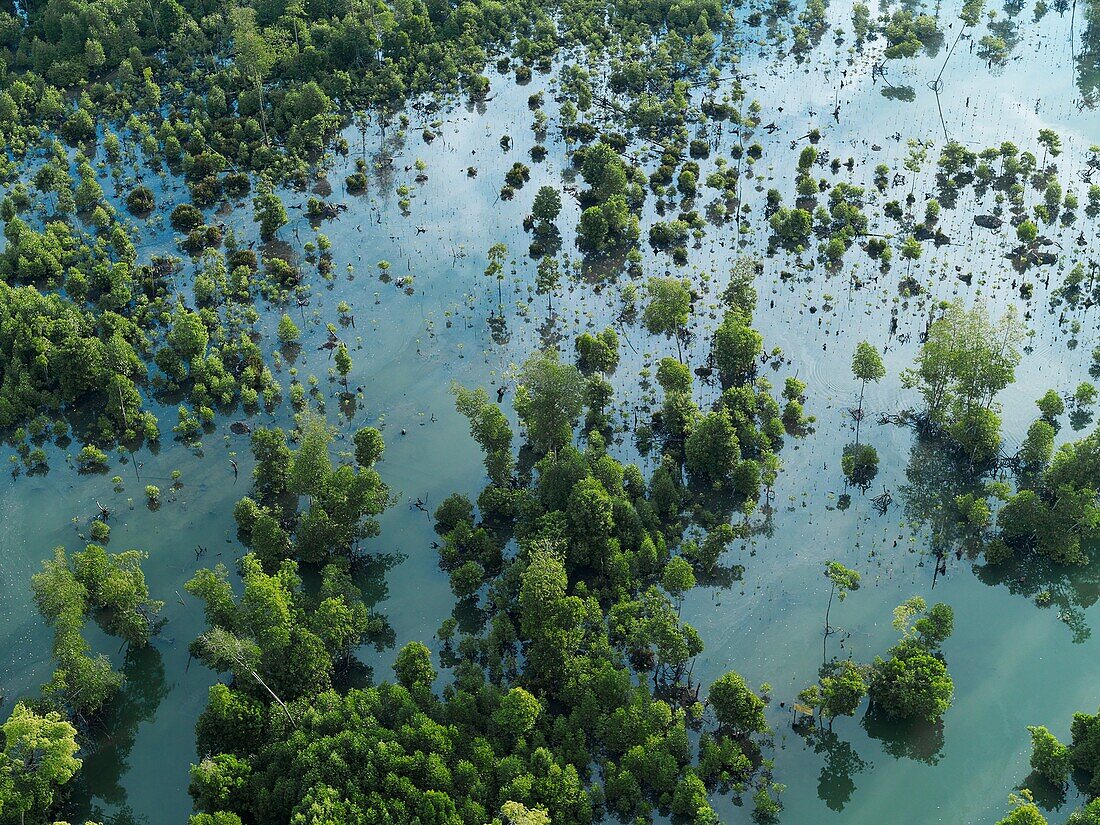 Aerial view of mangroves and vegetation in the rivers of Johor