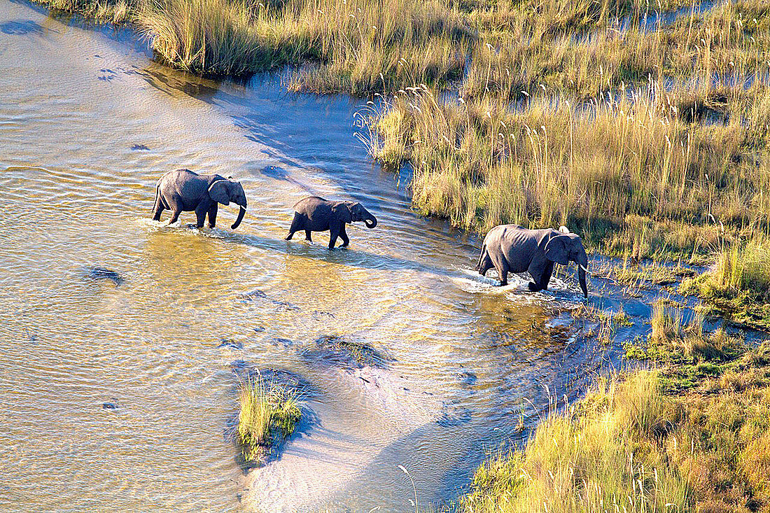 African Elephant Loxodonta africana  Aerial View of the Okawango Delta, Botswana