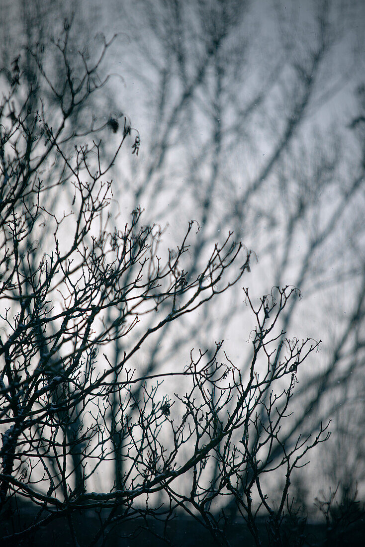 Leafless twigs and branches, tree in winter, Ulm, Baden-Wuerttemberg, Germany