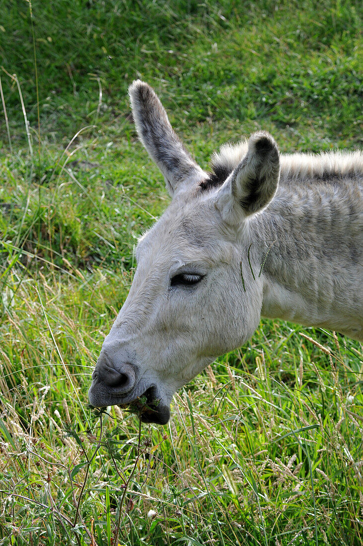 Donkey in a field on the north coast, Island of Flores, Azores, Portugal