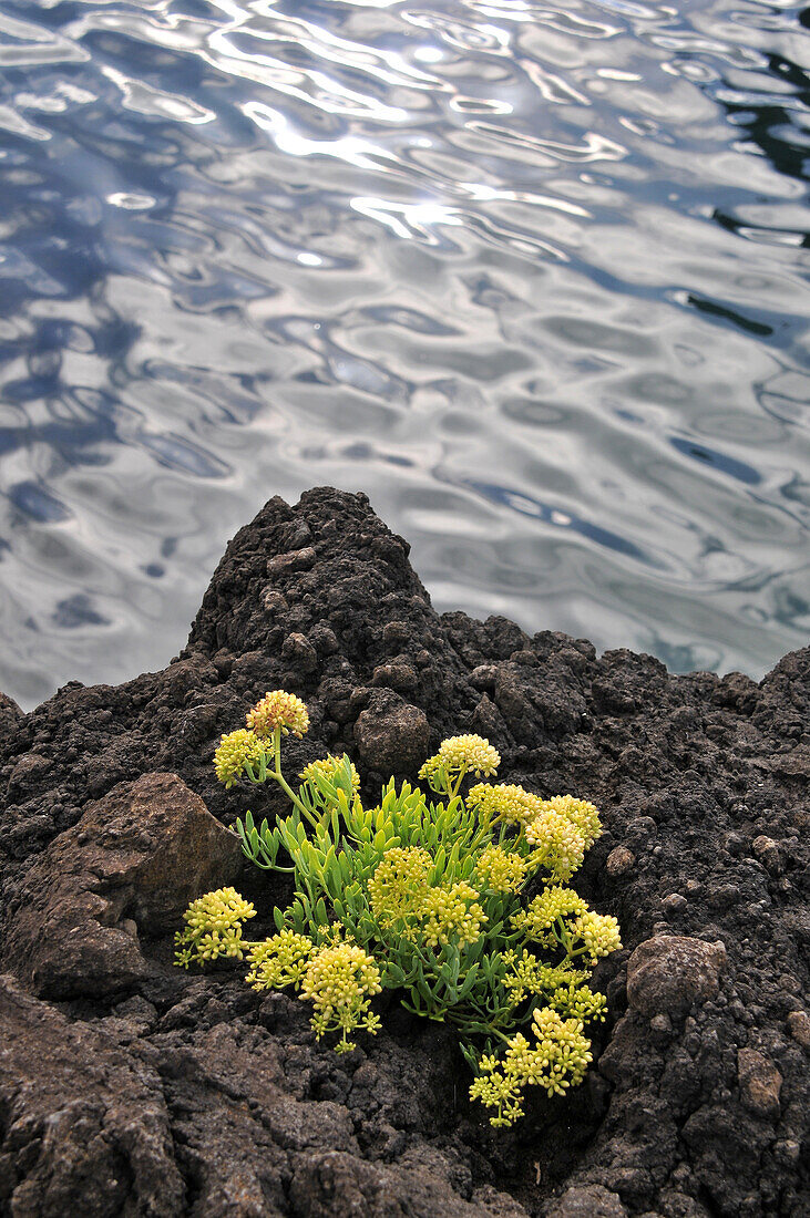 Lava flower in Faja Grande, West coast, Island of Flores, Azores, Portugal