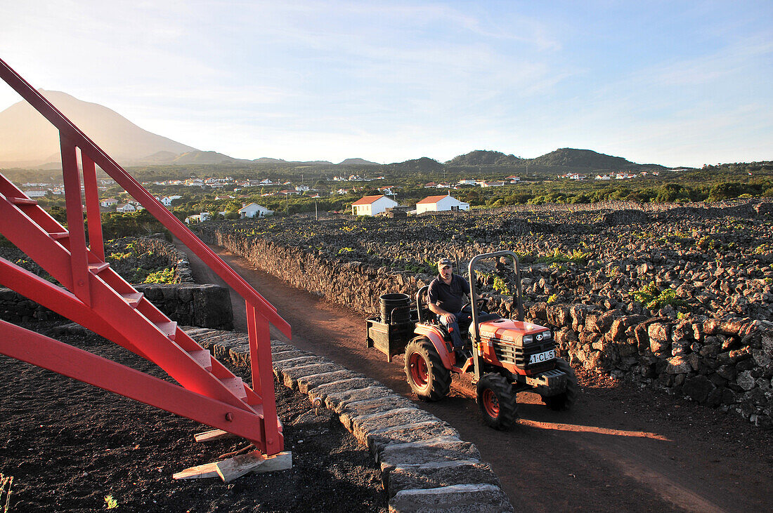 Viniculture along the southwest coast with Pico vulcano in the background, Ponta do Pico, Island of Pico, Azores, Portugal
