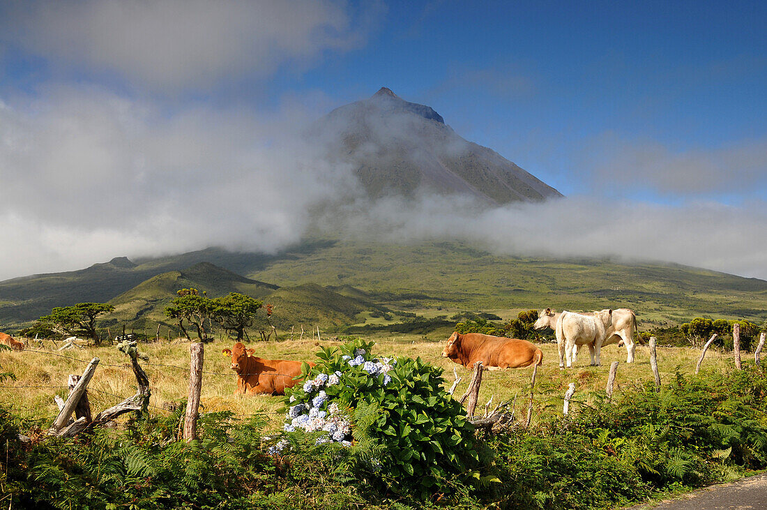 Cows beneath the vulcano, Ponta do Pico, Island of Pico, Azores, Portugal