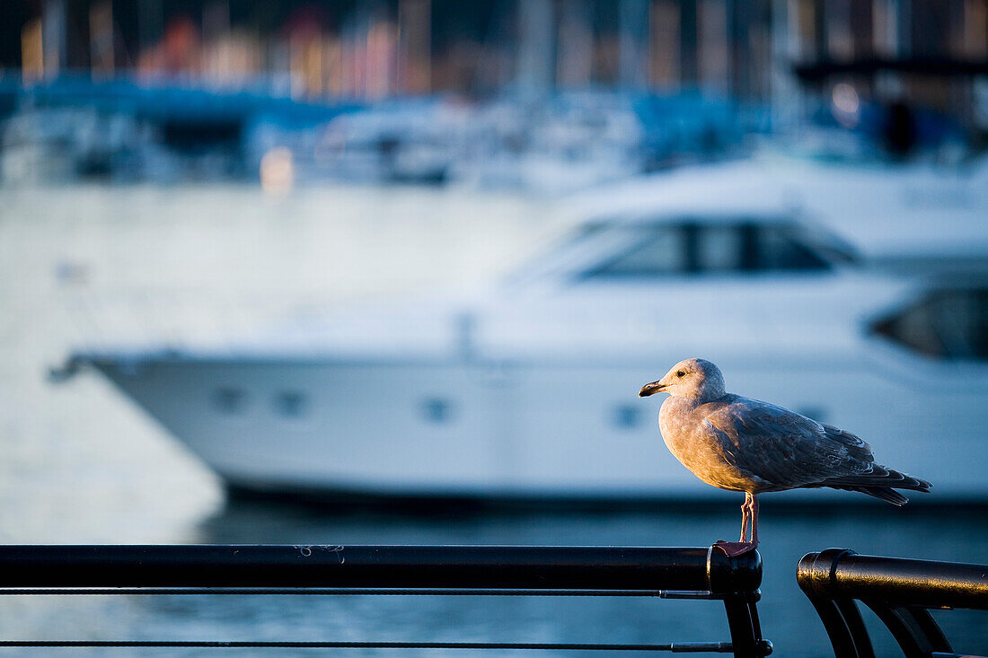 Naki, Kouyioumtzis, nobody, Outdoors, Day, Side View, Full Length, Focus On Foreground, One Animal, Sunlight, Yacht, Harbor, City, Balance, Freedom, Luxury, Scale, Wealth, Motorboat, Waterfront, Vancouver, British Columbia, Canada, Animals In The Wild, Se