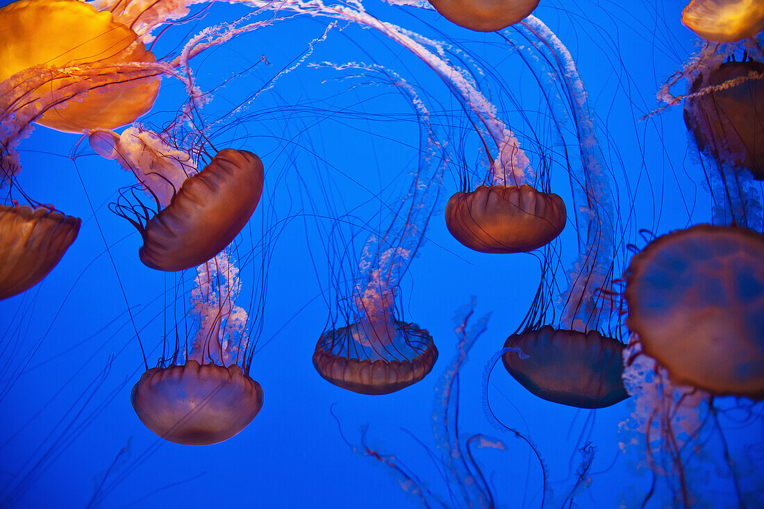 Paul, Quayle, Jellyfish, nobody, Indoors, Medium Group Of Animals, Animal Themes, Nature, Wildlife, Beauty In Nature, Swimming, Transparent, Grace, Place Of Interest, California, USA, Medusa, Sea Life, Vibrant Color, Aquarium, Glowing, Nobody, Inside, Int