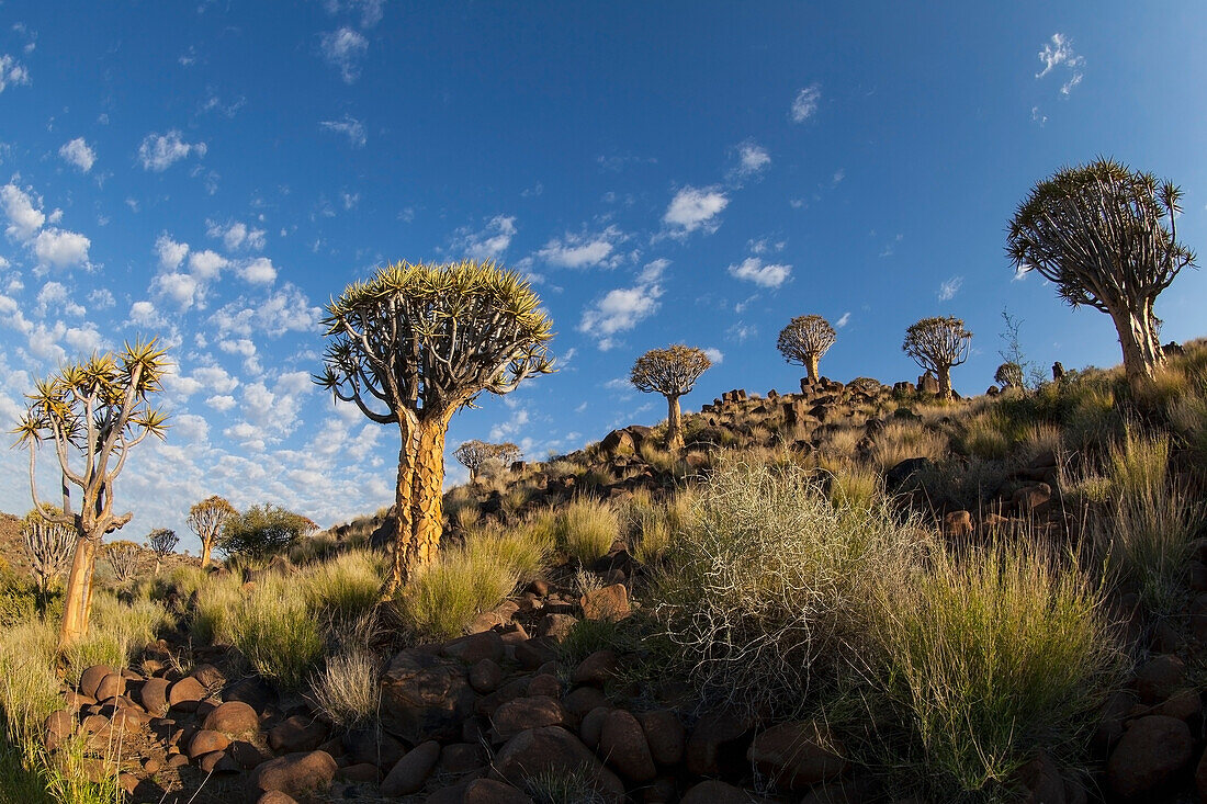 Lars, Froelich, nobody, Outdoors, Day, Wide Angle, Nature, Morning, Sunlight, Cloud, Cloudscape, Landscape, Mountain, Tree, Rock Formation, Idyllic, Tranquility, Scenics, Beauty In Nature, Sky, Namibia, Rock, Plant, Botany, quiver tree, cirrocumulus flocc