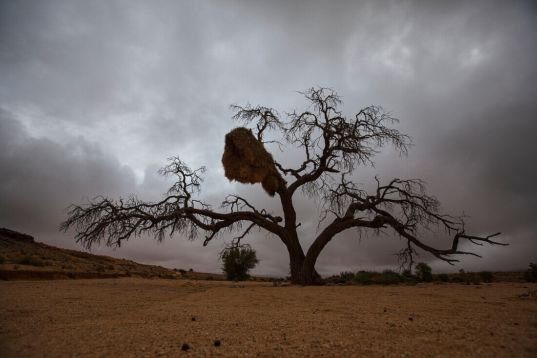 Lars, Froelich, nobody, Outdoors, Day, Low Angle View, Nature, Moody Sky, Horizon Over Land, Scenics, Beauty In Nature, Bizarre, Loneliness, Solitude, Spooky, Namibia, Sociable weaver, Nest, Single Tree, Grass, Nobody, Open Air, Outside, Exterior, Exterio