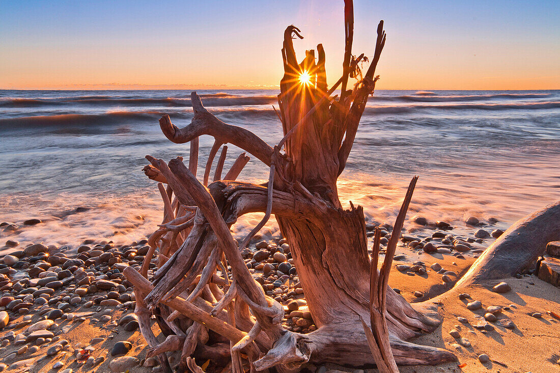 Early Sun Comes Streaking Through A Portion Of This Fallen Tree.