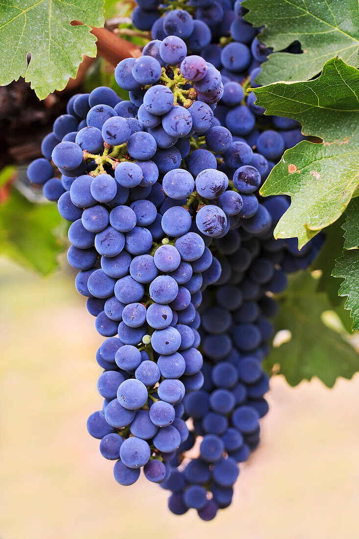 Grapes (Merlot Red Wine Variety) Growing On The Vine In Okanagan Valley, Osoyoos British Columbia Canada