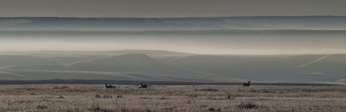 Mule Deer On The Prairies With Fog Shrouded Coulees And Buttes In The Distance, Saskatchewan Canada