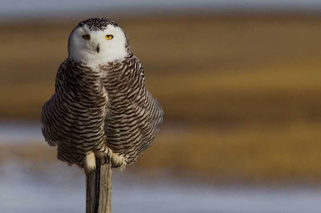 Snowy Owl Perched On Fence Post, Saskatchewan Canada