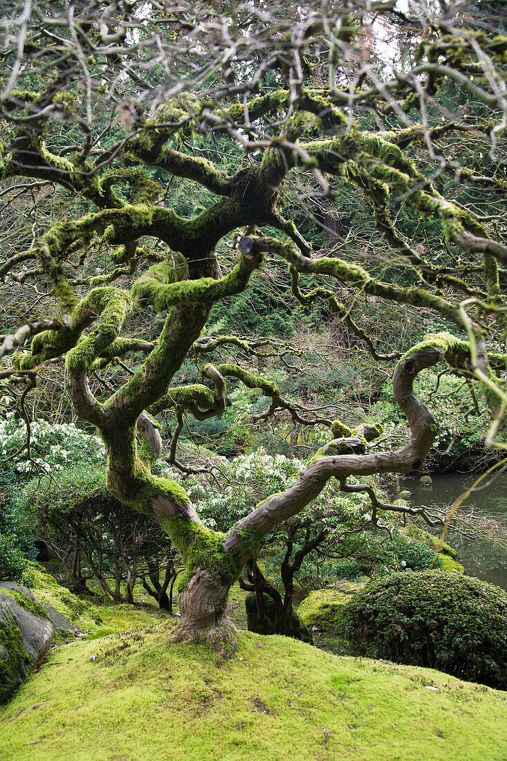 Oregon, Portland, Japanese Cultural Park and Gardens, Gnarled tree with foliage.
