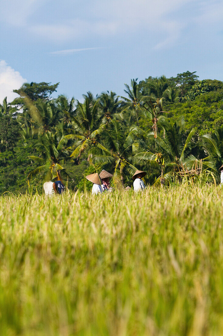 Workers In Rice Paddy Field, Ubud, Bali, Indonesia