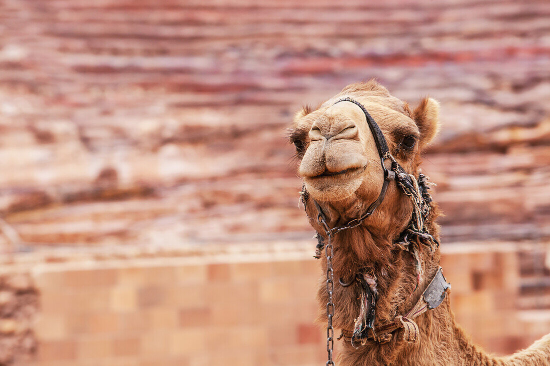 Portrait of camel, Petra, Jordan