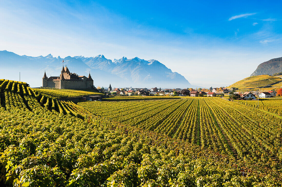 Vineyards and castle, Aigle, Switzerland