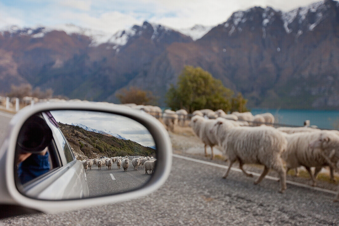 A car stopped on the road as a flock of sheep being herded down the highway, Queenstown, New Zealand