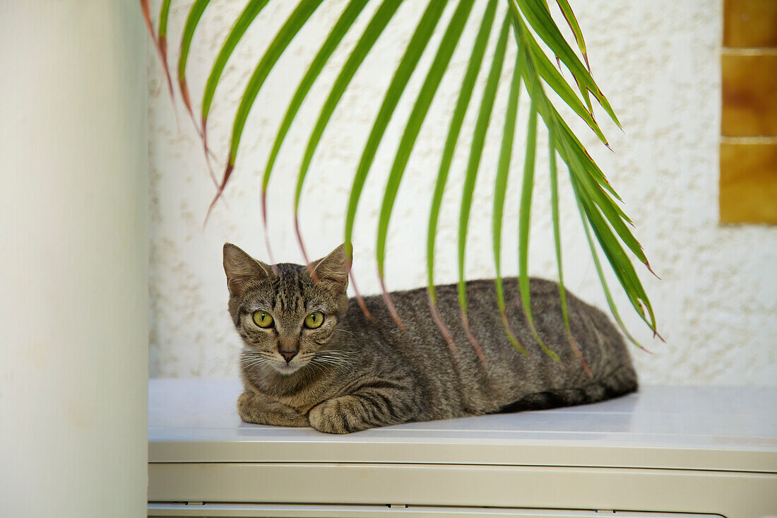 Cat sitting on a ledge, Cupecoy, St. Martin, French West Indies