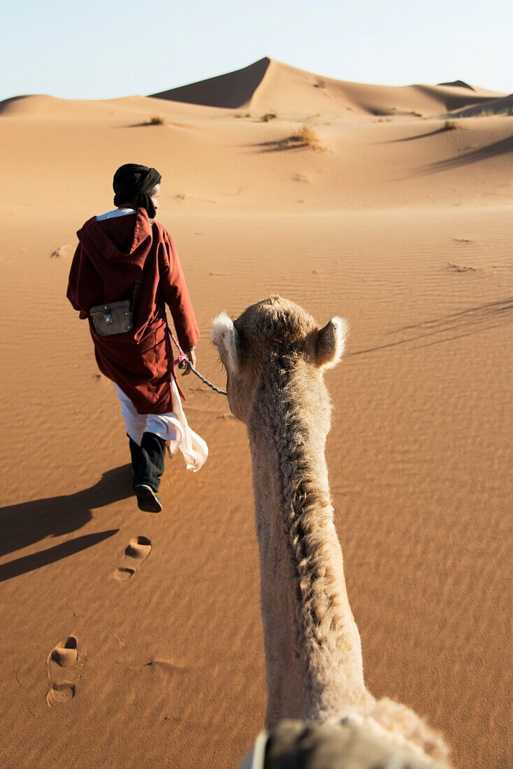 A man leads his camel over the sand dunes, Morocco