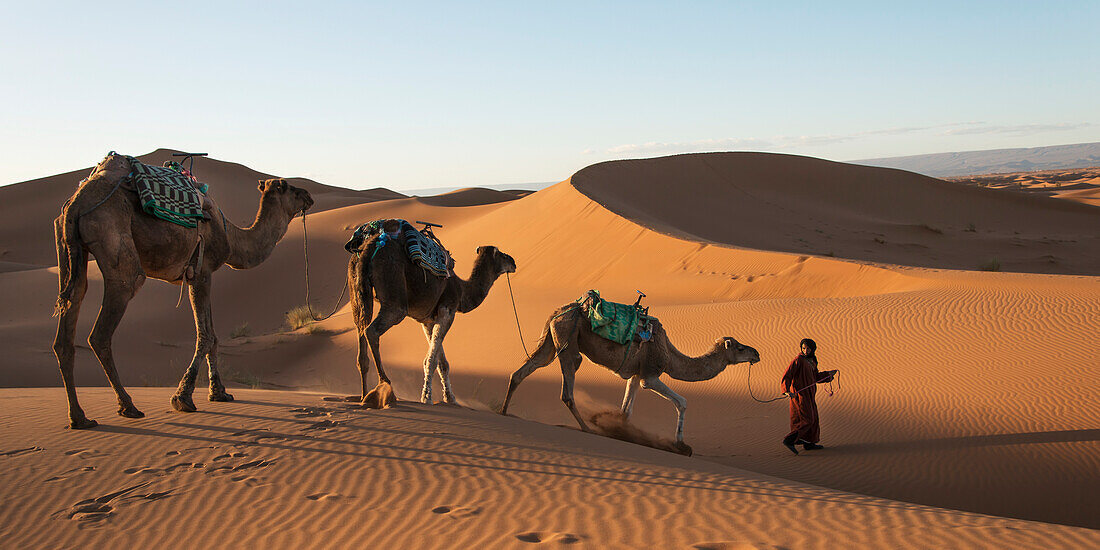 A man leads three camels across the Erg Chegaga Dunes, Morocco