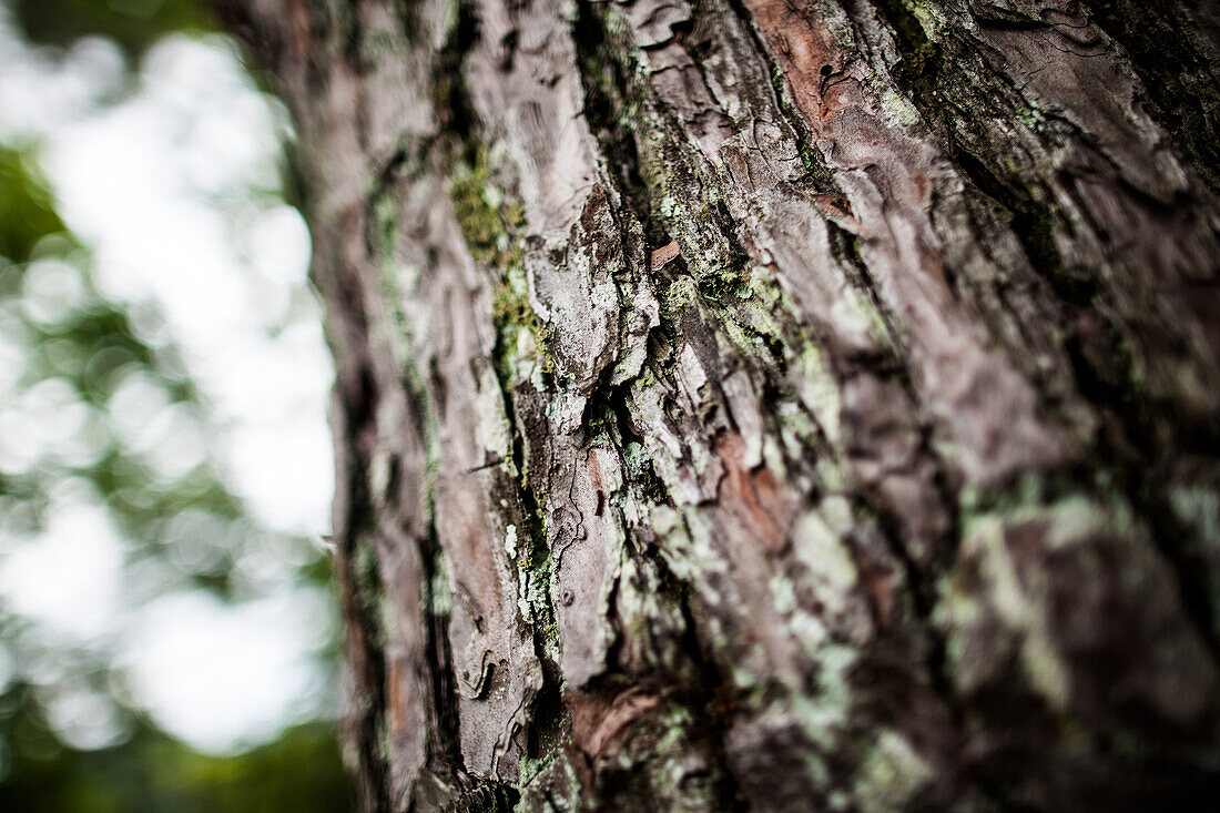Tree Bark, Close Up