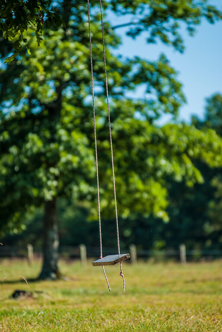 Tree Swing