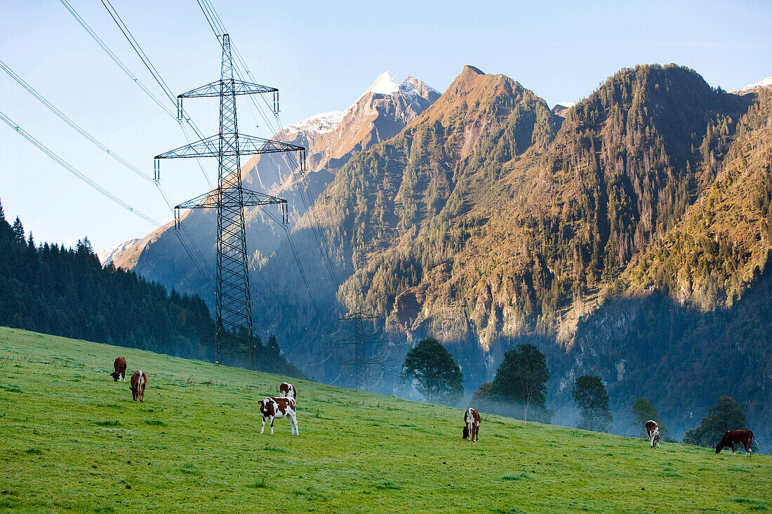 Cattle grazing under electricity pylons, Kaprun, Salzburg, Austria