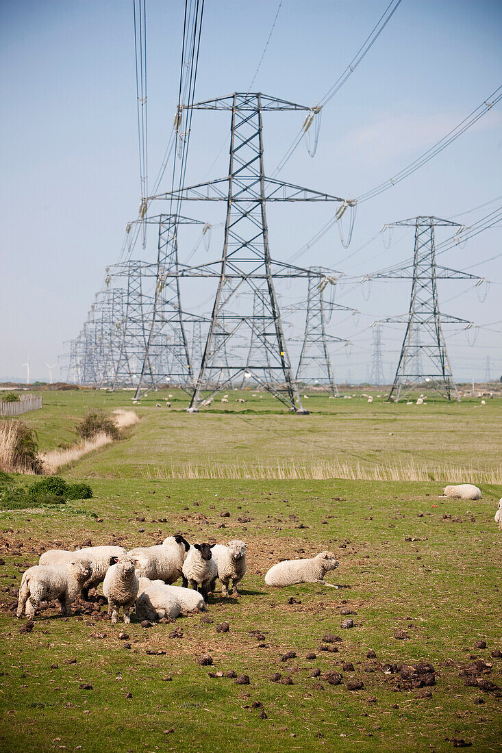 Flock of sheep gazing under electrical pylons, England, Great Britain