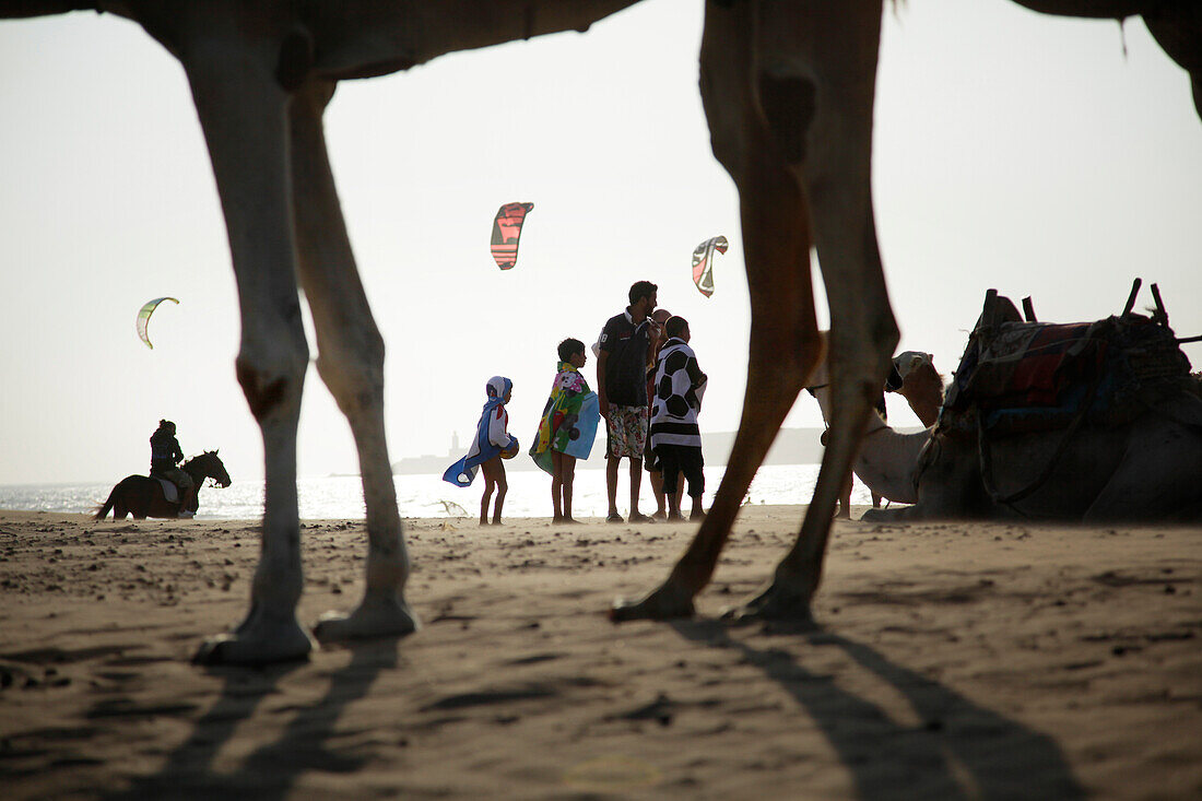Group of people and dromedaries at beach, Essaouira, Morocco