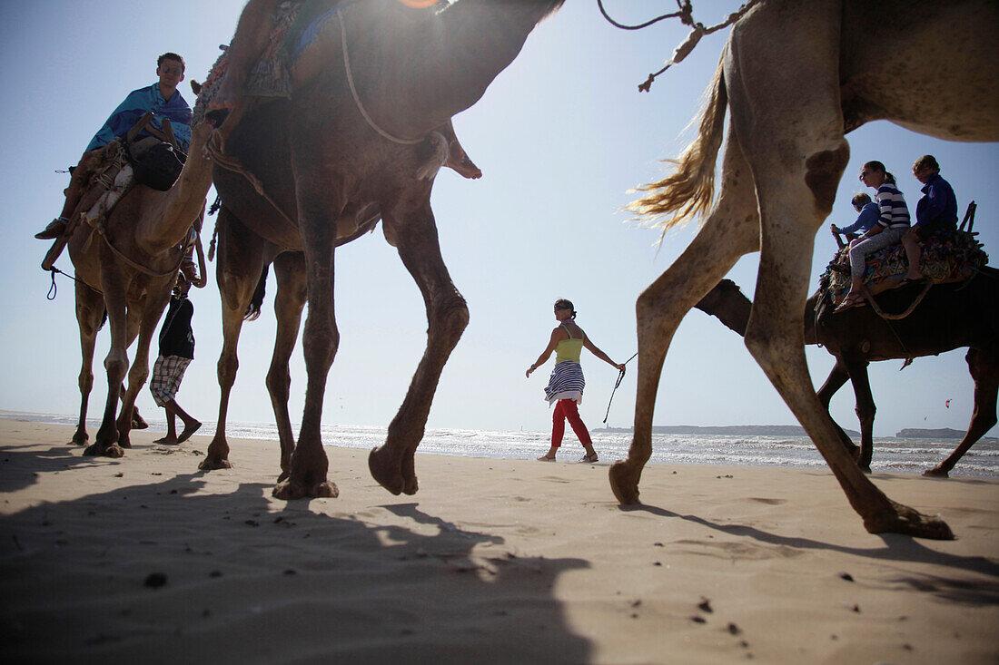 Kamelreiten am Strand von Essaouira, Marokko