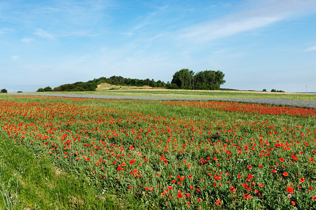 Field with poppies near Quedlinburg, Saxony-Anhalt, Germany