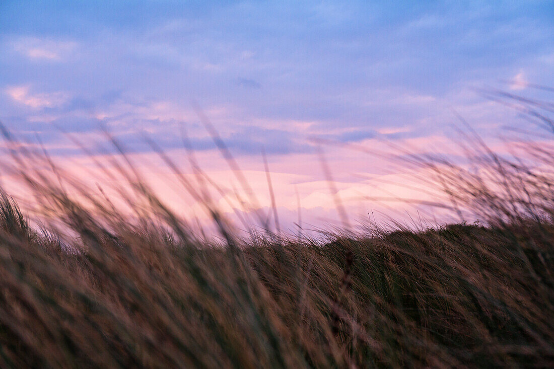Grass in the dunes at dusk, beach, Langeoog Island, North Sea, East Frisian Islands, East Frisia, Lower Saxony, Germany, Europe