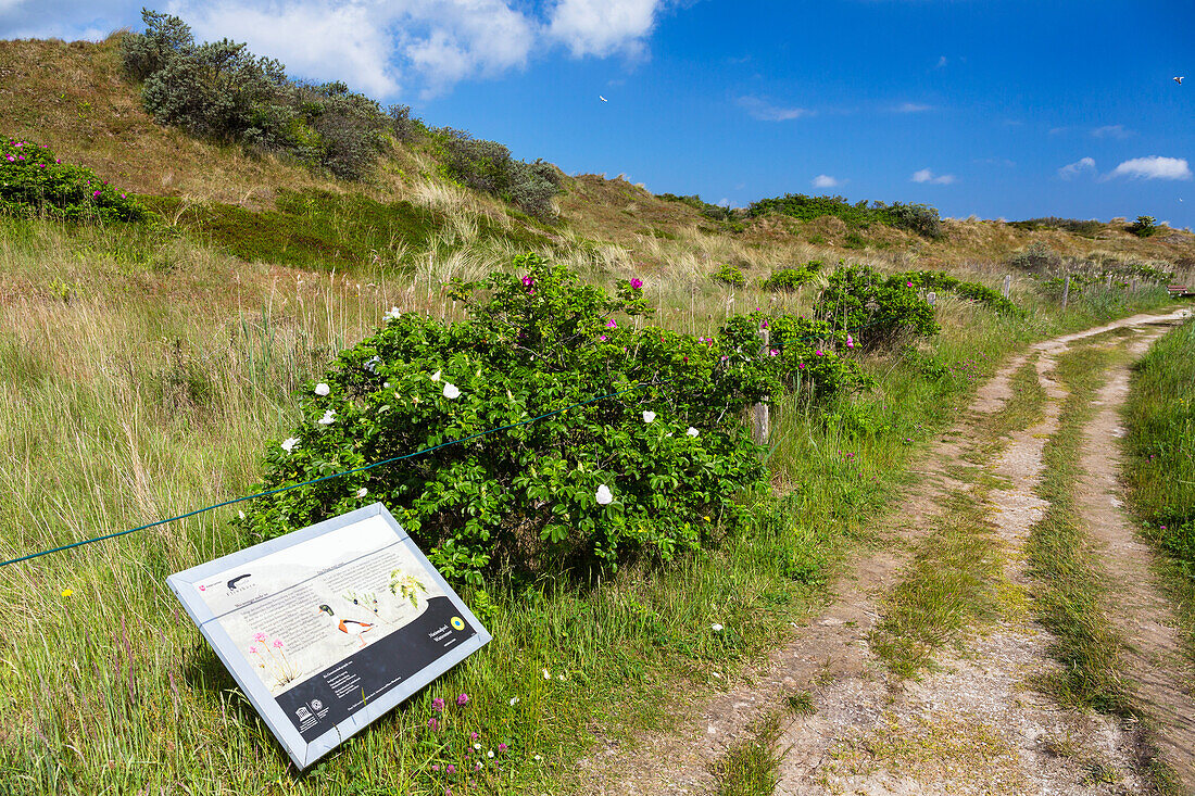 Flinthoern nature trail, Dunes, Langeoog Island, North Sea, National Park, East Frisian Islands, East Frisia, Lower Saxony, Germany, Europe