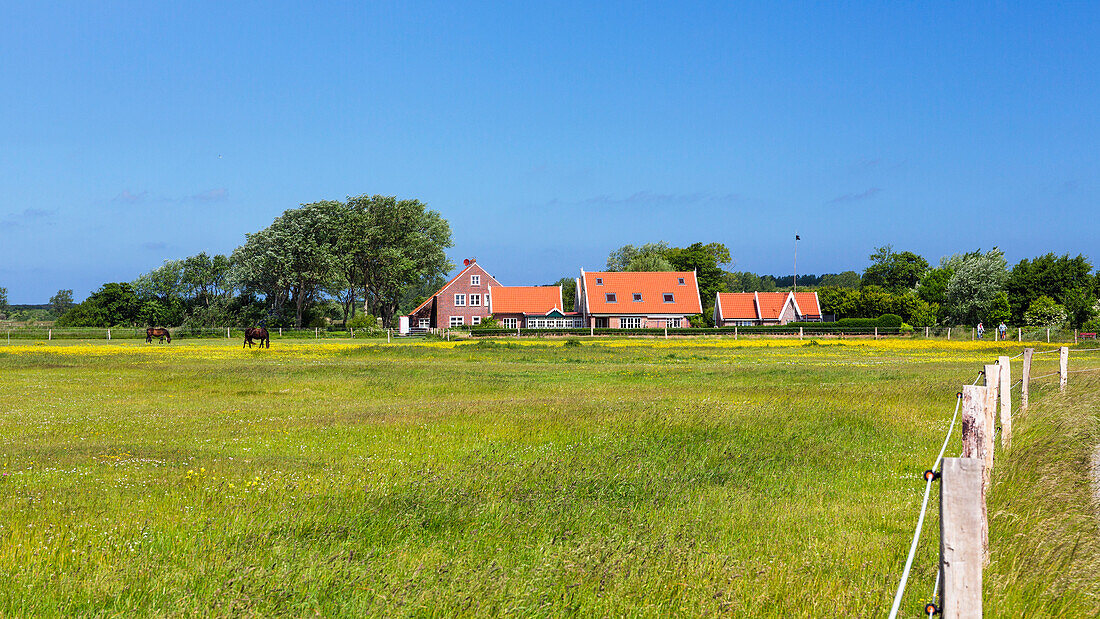 Pferdekoppel und Pferde auf Langeoog, Ostfriesische Inseln, Nordsee, Ostfriesland, Niedersachsen, Deutschland, Europa