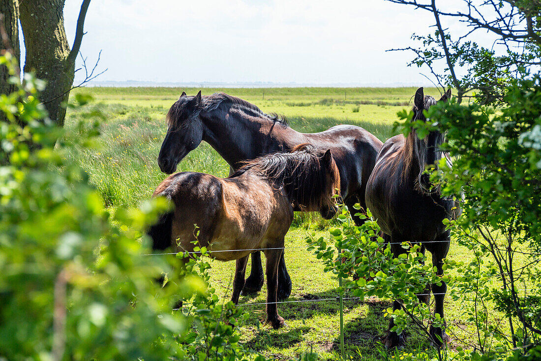 Horses on a paddock, Langeoog Island, North Sea, East Frisian Islands, East Frisia, Lower Saxony, Germany, Europe