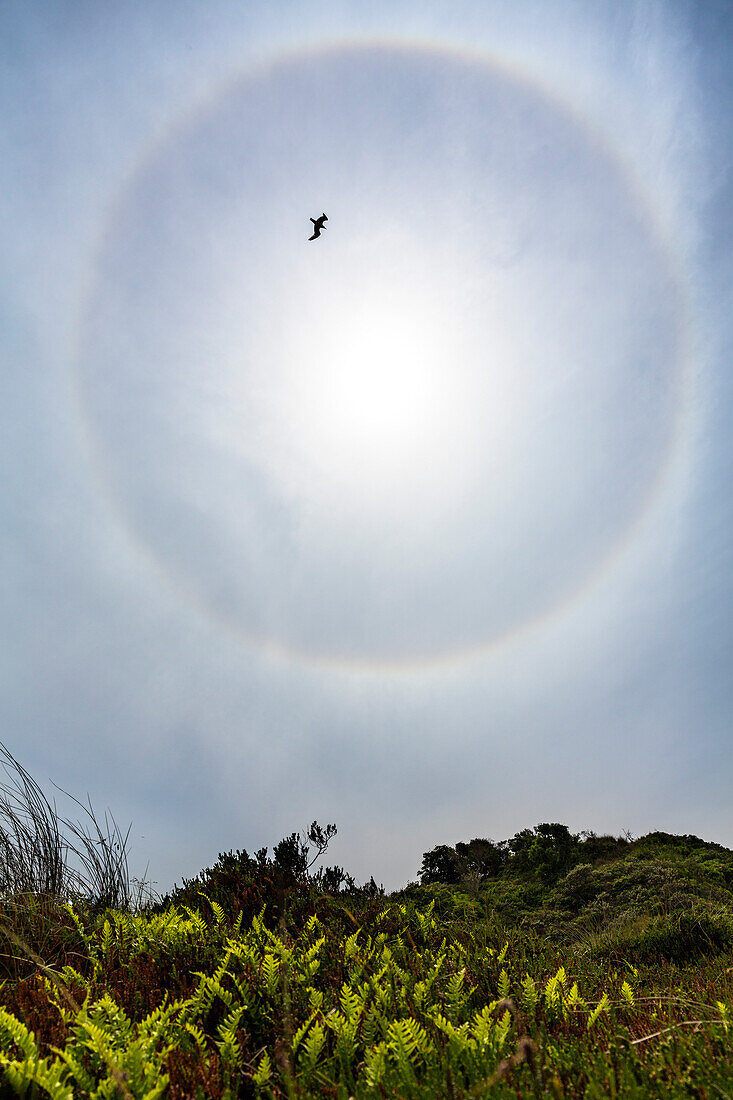 Halo with gull flying above the dunes, Langeoog Island, North Sea, East Frisian Islands, East Frisia, Lower Saxony, Germany, Europe