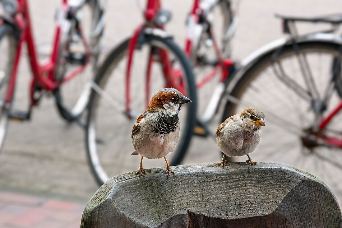 Haussperlinge, Paar auf Stuhllehne in Restaurant, Passer domesticus, Langeoog, Ostfriesische Inseln, Nordsee, Ostfriesland, Nordseeheilbad, Niedersachsen, Deutschland, Europa