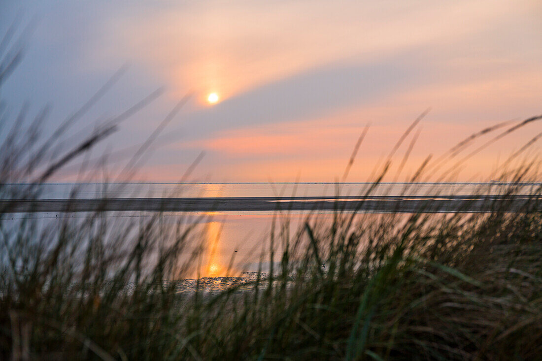 Grass in the Dunes at dusk, beach, Langeoog Island, North Sea, East Frisian Islands, East Frisia, Lower Saxony, Germany, Europe