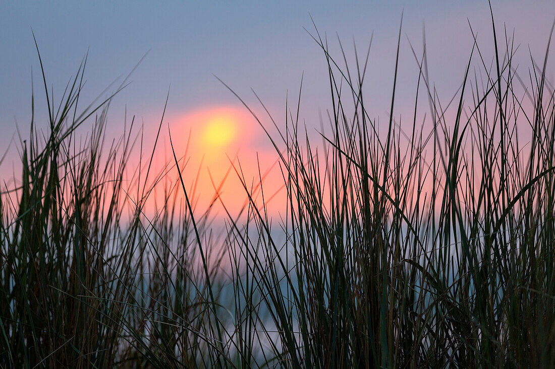 Grass in the Dunes at sunset, beach, Langeoog Island, North Sea, East Frisian Islands, East Frisia, Lower Saxony, Germany, Europe
