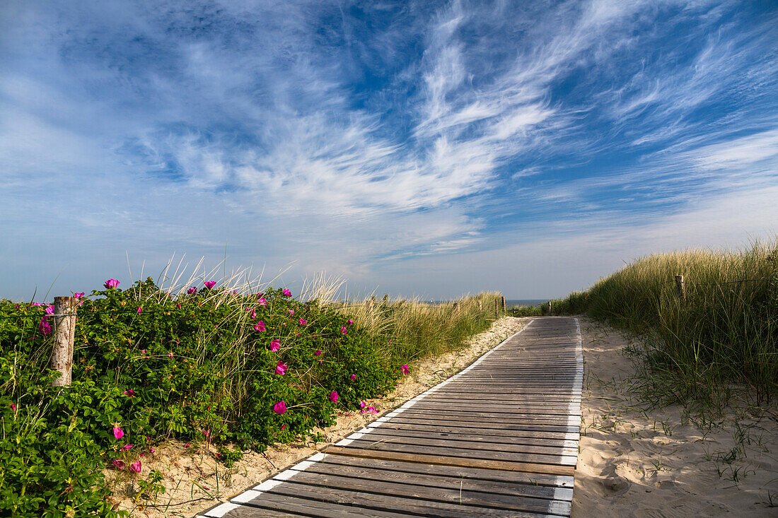 Boardwalk in the dunes to the beach with wild roses, Langeoog Island, North Sea, East Frisian Islands, East Frisia, Lower Saxony, Germany, Europe