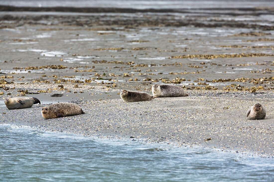 Seehunde ruhen auf Sandbank im Wattenmeer, Phoca vitulina, Ostfriesische Inseln, Nationalpark Niedersächsisches Wattenmeer, Unesco Weltnaturerbe, Nordsee, Deutschland