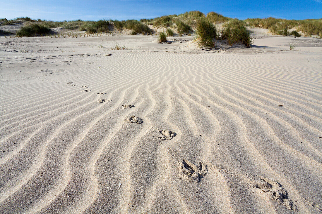 Vogelspur im Sand, Dünen, Juist, Ostfriesische Inseln, Nordsee, Ostfriesland, Niedersachsen, Deutschland, Europa