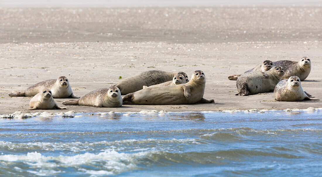 Seehunde ruhen auf Sandbank im Wattenmeer, Phoca vitulina, Ostfriesische Inseln, Nationalpark Niedersächsisches Wattenmeer, Unesco Weltnaturerbe, Nordsee, Deutschland