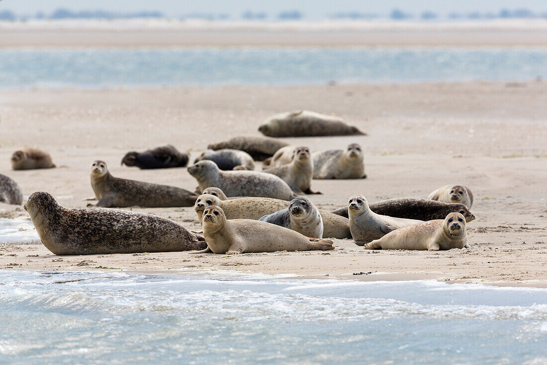 Seehunde ruhen auf Sandbank im Wattenmeer, Phoca vitulina, Ostfriesische Inseln, Nationalpark Niedersächsisches Wattenmeer, Unesco Weltnaturerbe, Nordsee, Deutschland